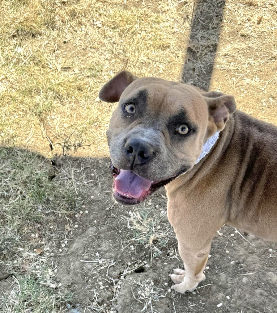 Brandy, an adoptable Pit Bull Terrier in Arlee, MT, 59821 | Photo Image 3