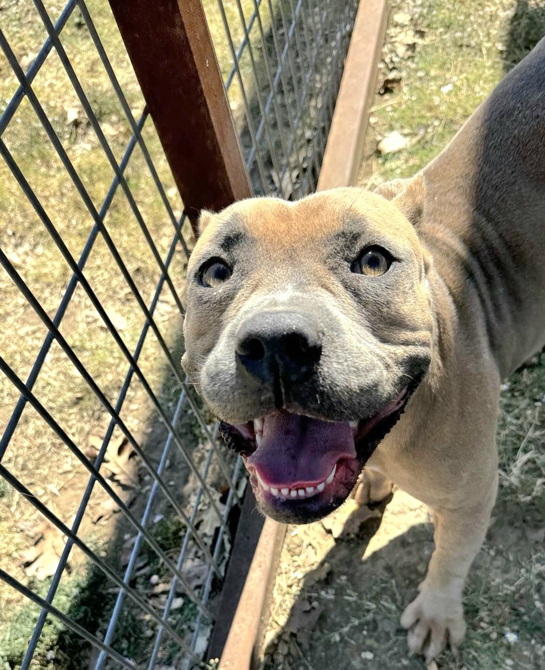 Brandy, an adoptable Pit Bull Terrier in Arlee, MT, 59821 | Photo Image 4