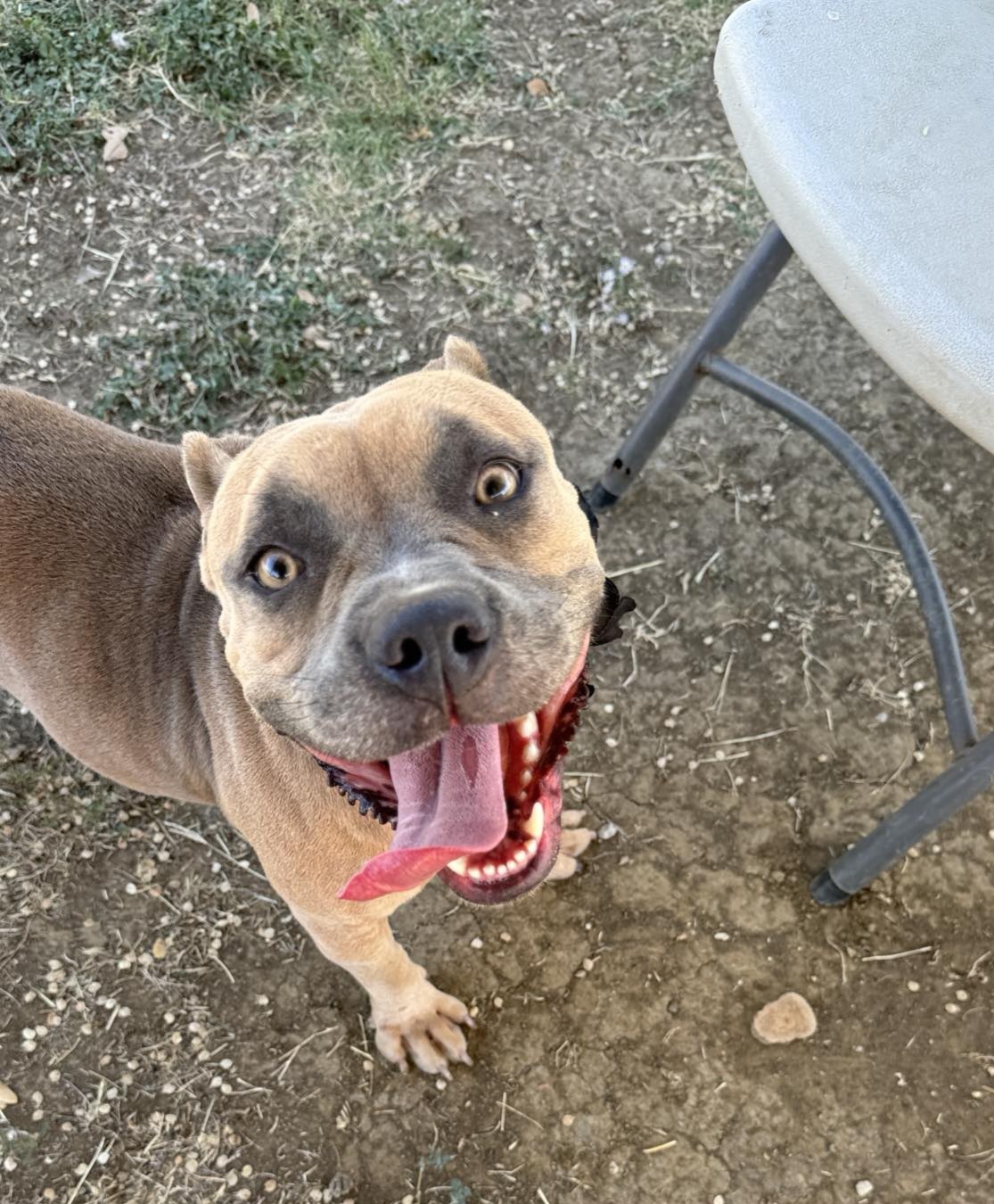 Brandy, an adoptable Pit Bull Terrier in Arlee, MT, 59821 | Photo Image 5