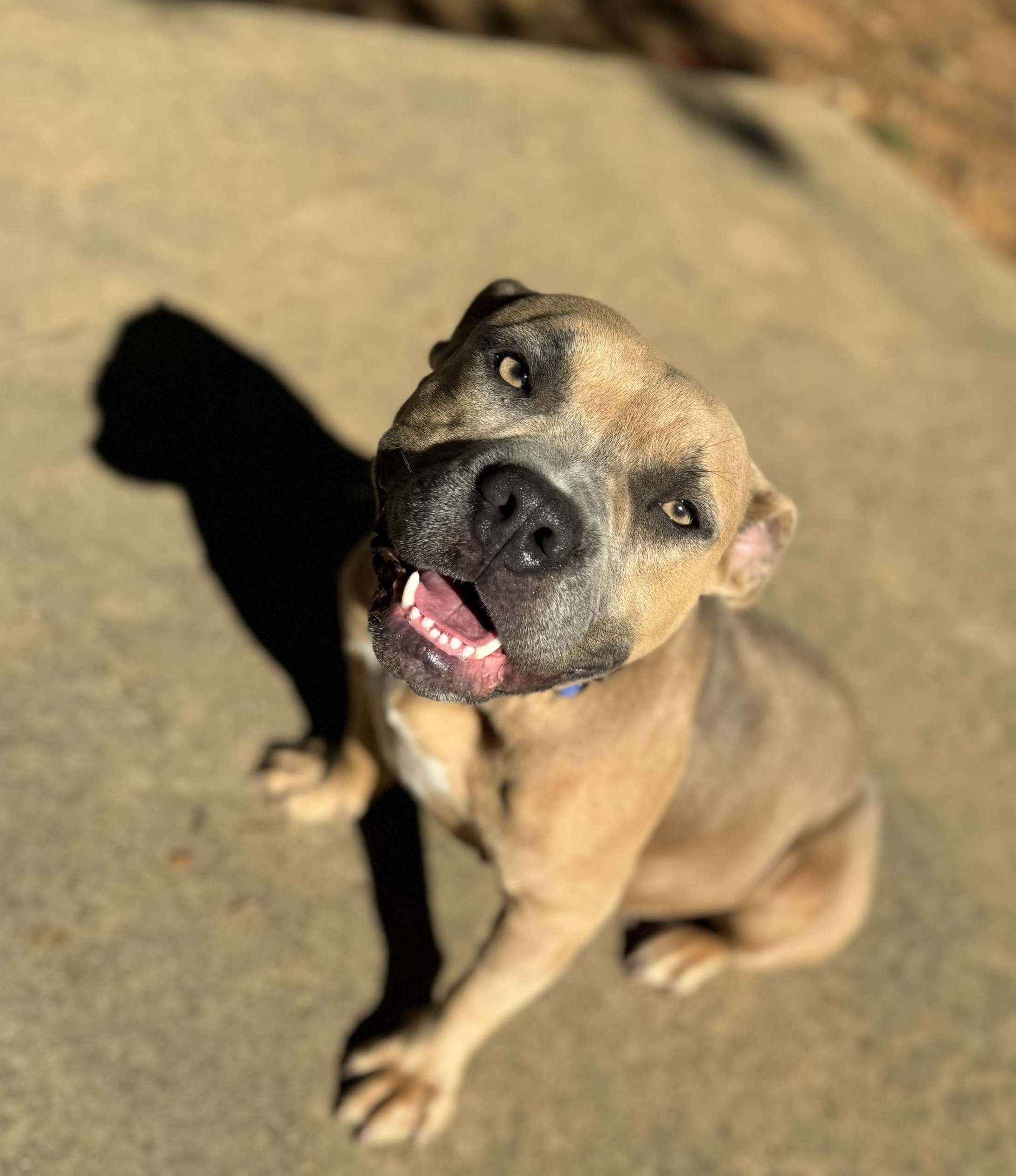 Brandy, an adoptable Pit Bull Terrier in Arlee, MT, 59821 | Photo Image 6