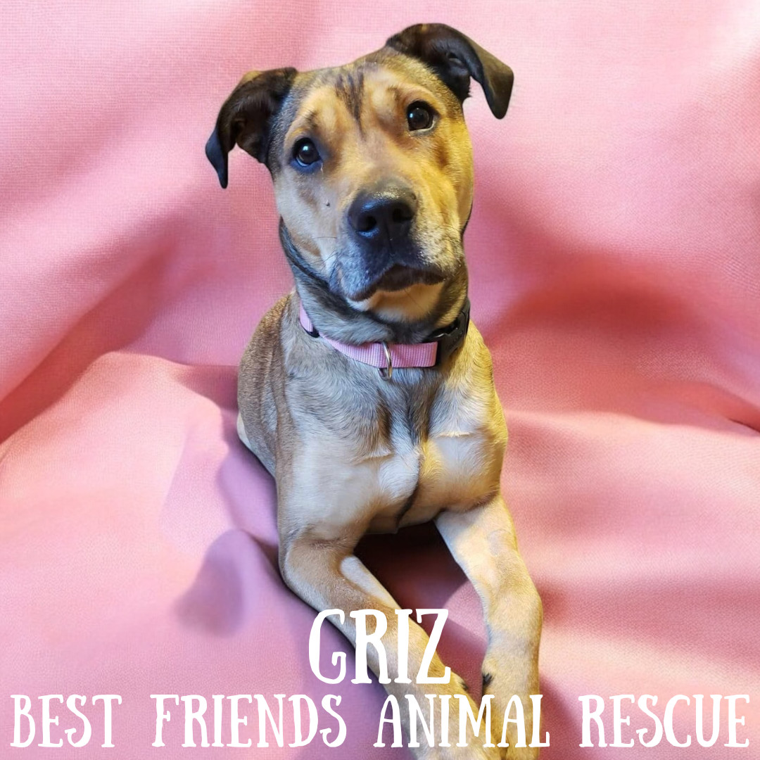 Griz, an adoptable Pit Bull Terrier in Wasilla, AK, 99654 | Photo Image 1