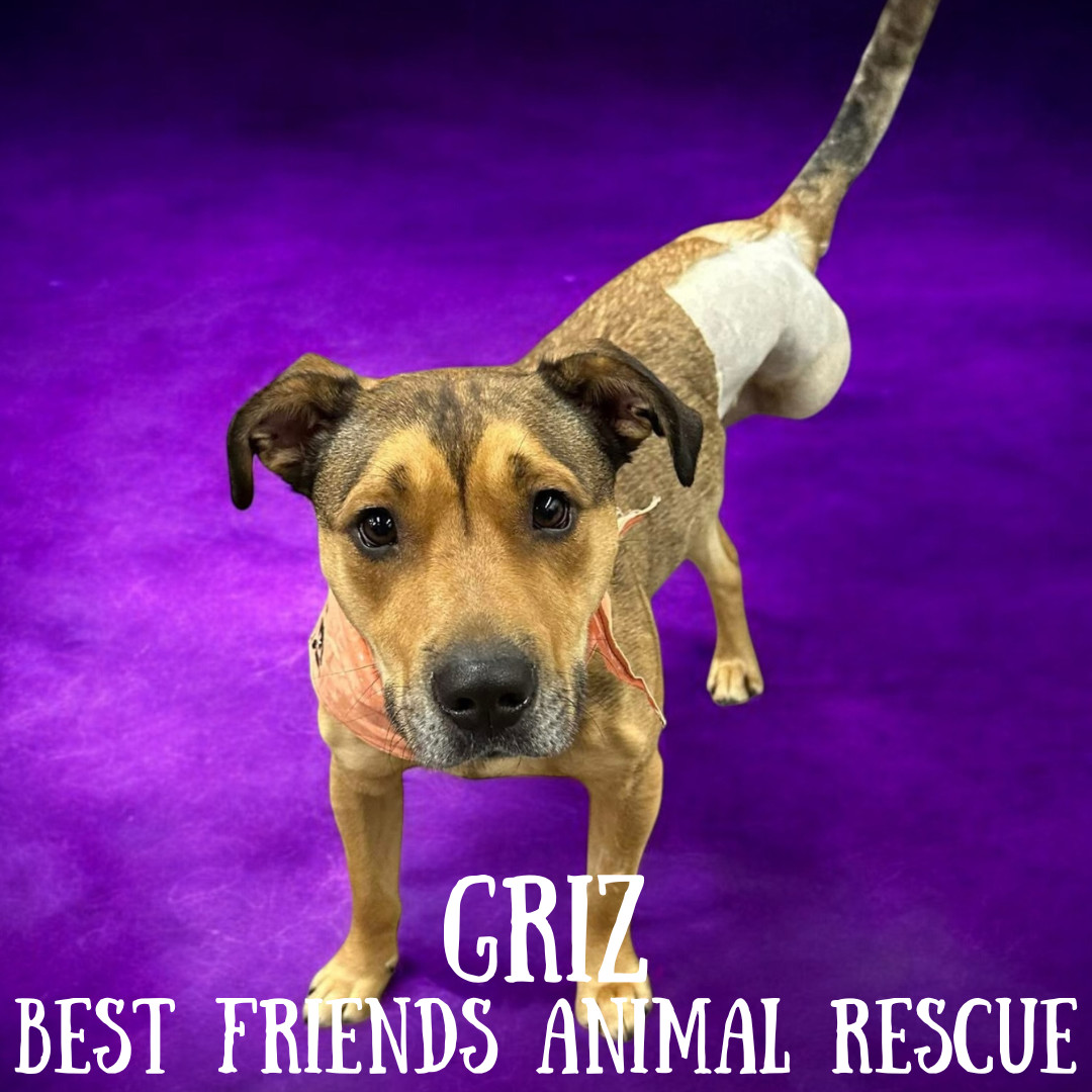 Griz, an adoptable Pit Bull Terrier in Wasilla, AK, 99654 | Photo Image 2