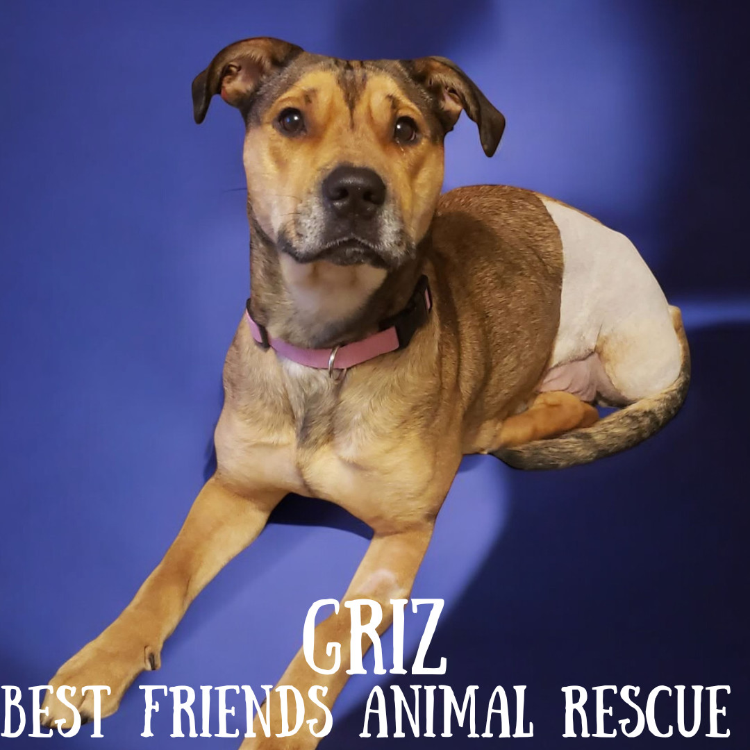 Griz, an adoptable Pit Bull Terrier in Wasilla, AK, 99654 | Photo Image 3