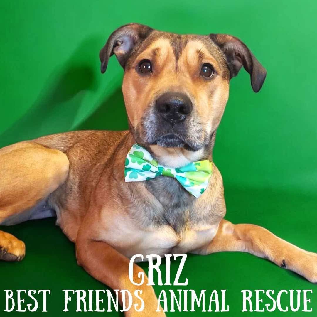 Griz, an adoptable Pit Bull Terrier in Wasilla, AK, 99654 | Photo Image 4