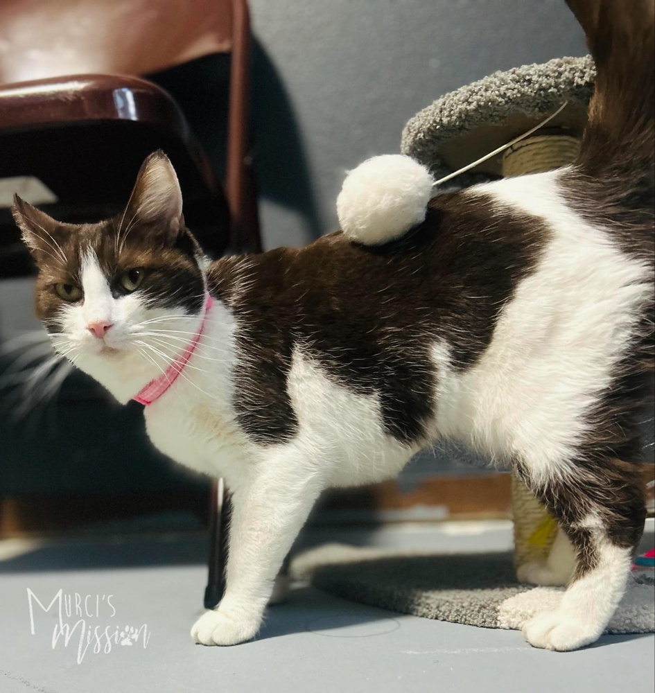 Cow, an adoptable Domestic Short Hair in Spokane , WA, 99209 | Photo Image 1