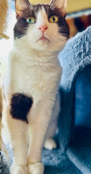 Cow is a beautiful chocolate and white domestic shorthair that was found on someones property She 