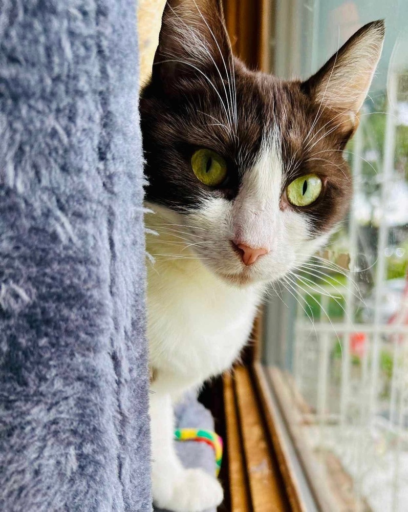Cow, an adoptable Domestic Short Hair in Spokane , WA, 99209 | Photo Image 3