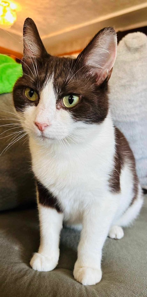 Cow, an adoptable Domestic Short Hair in Spokane , WA, 99209 | Photo Image 4