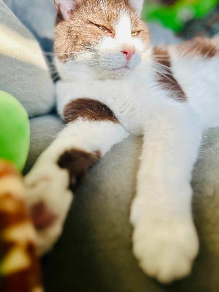 Cow, an adoptable Domestic Short Hair in Spokane , WA, 99209 | Photo Image 5
