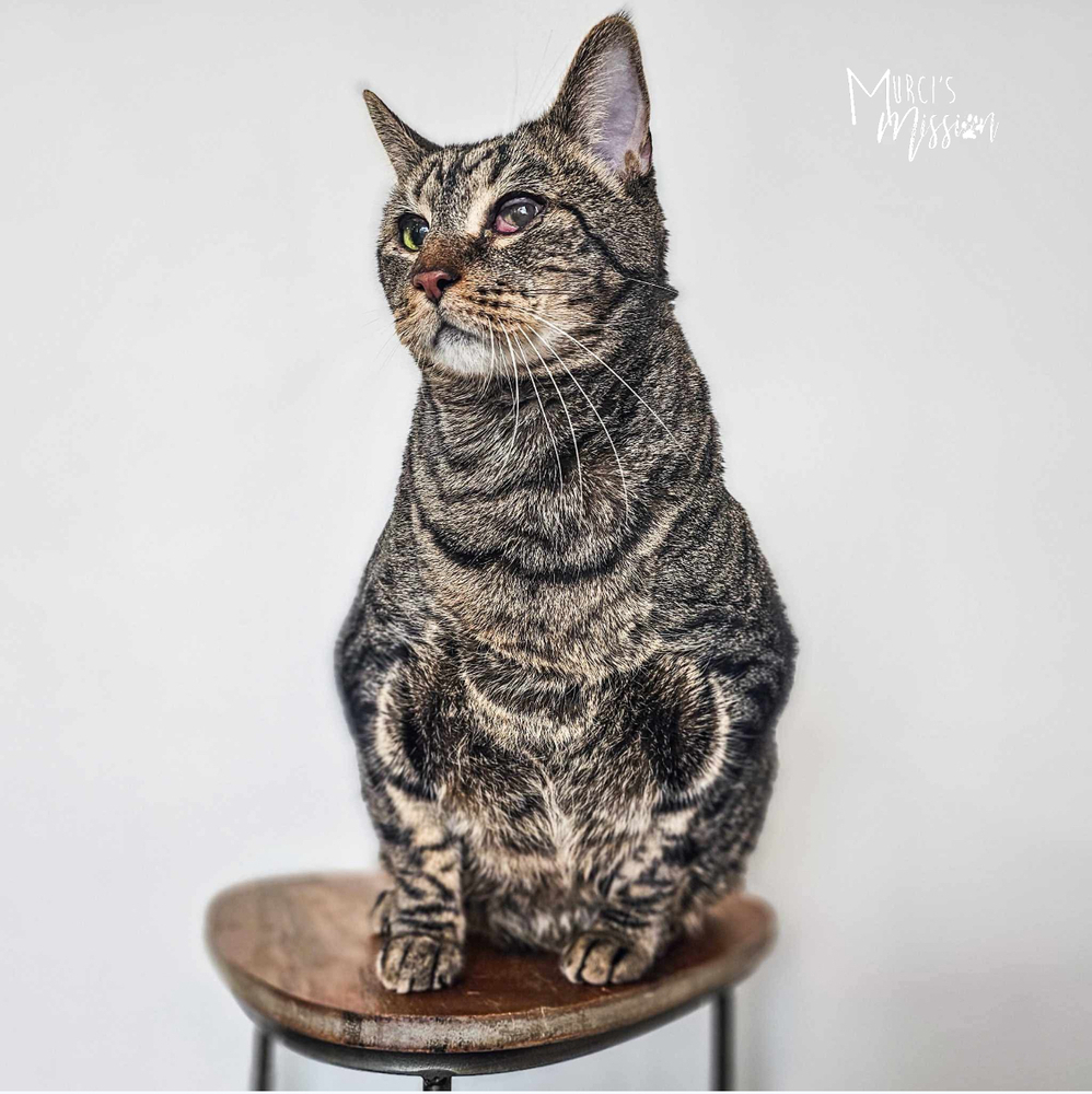 Urban Poet, an adoptable Domestic Short Hair in Spokane , WA, 99209 | Photo Image 1