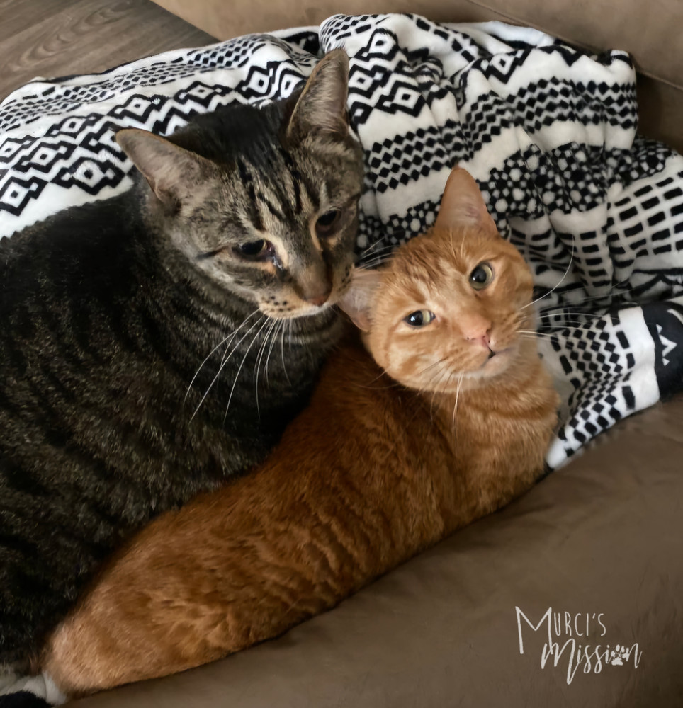 Urban Poet, an adoptable Domestic Short Hair in Spokane , WA, 99209 | Photo Image 2