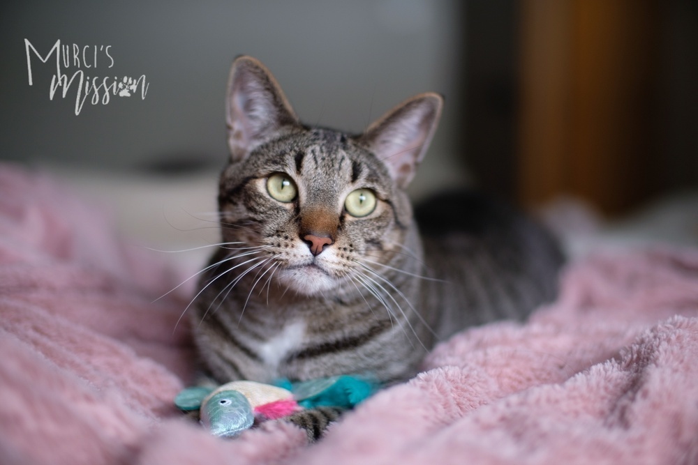 Lemmy, an adoptable Domestic Short Hair in Spokane , WA, 99209 | Photo Image 1