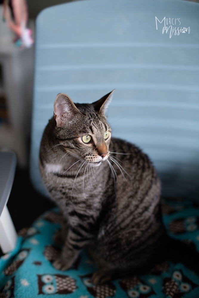 Lemmy, an adoptable Domestic Short Hair in Spokane , WA, 99209 | Photo Image 2