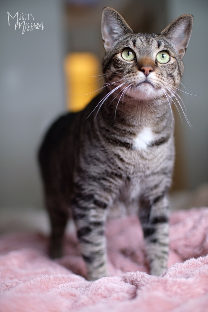 Lemmy, an adoptable Domestic Short Hair in Spokane , WA, 99209 | Photo Image 3