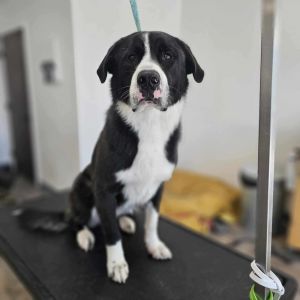 Meet Luke This large breed gentleman came to Murcis Mission with his presumed sister Leia from our
