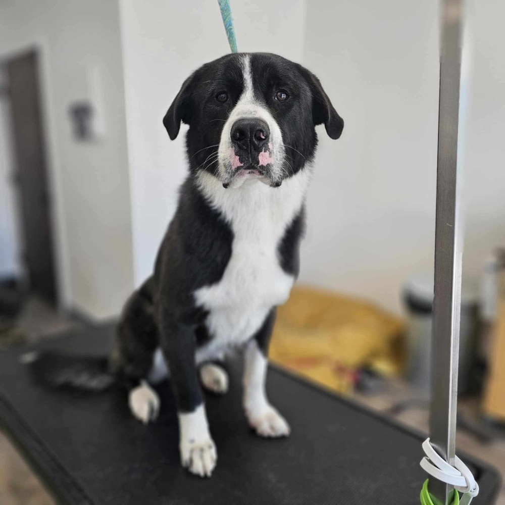 Luke, an adoptable Border Collie, Shepherd in Spokane , WA, 99209 | Photo Image 1