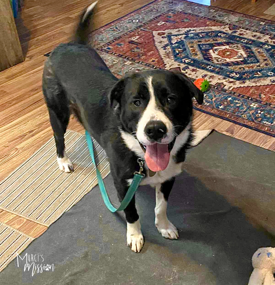 Luke, an adoptable Border Collie, Shepherd in Spokane , WA, 99209 | Photo Image 2