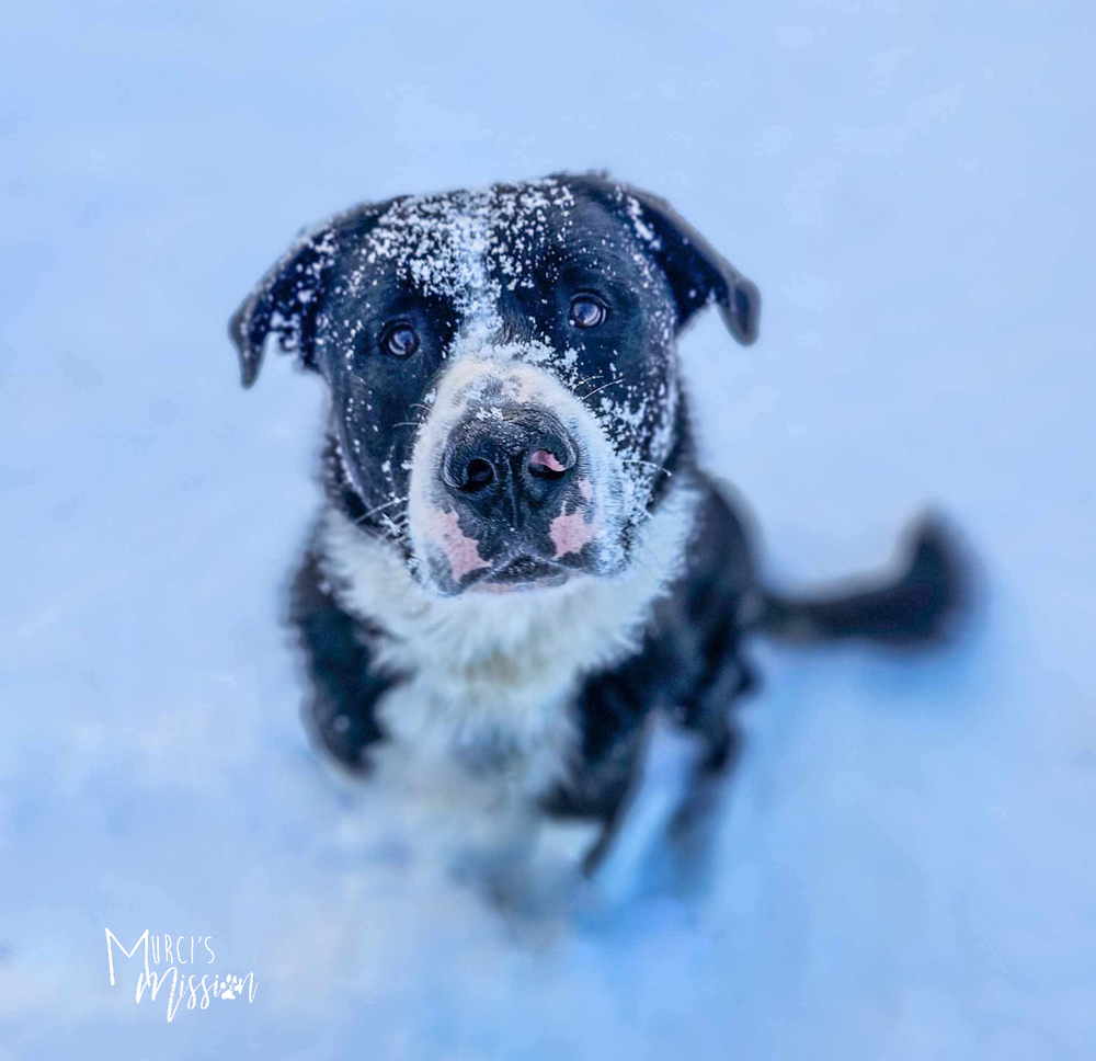 Luke, an adoptable Border Collie, Shepherd in Spokane , WA, 99209 | Photo Image 3