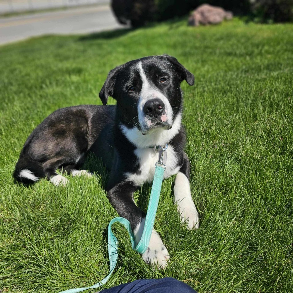Luke, an adoptable Border Collie, Shepherd in Spokane , WA, 99209 | Photo Image 4