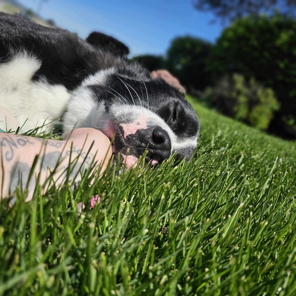 Luke, an adoptable Border Collie, Shepherd in Spokane , WA, 99209 | Photo Image 5