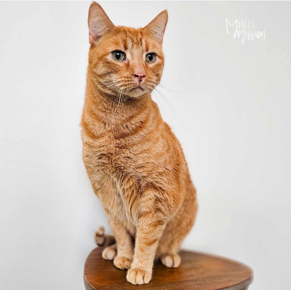Liam Alexander, an adoptable Domestic Short Hair in Spokane , WA, 99209 | Photo Image 1