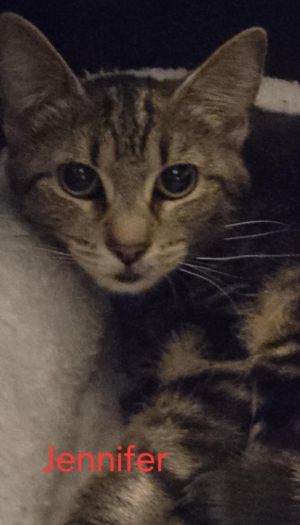 Jennifer, Baby Female Domestic Short Hair
