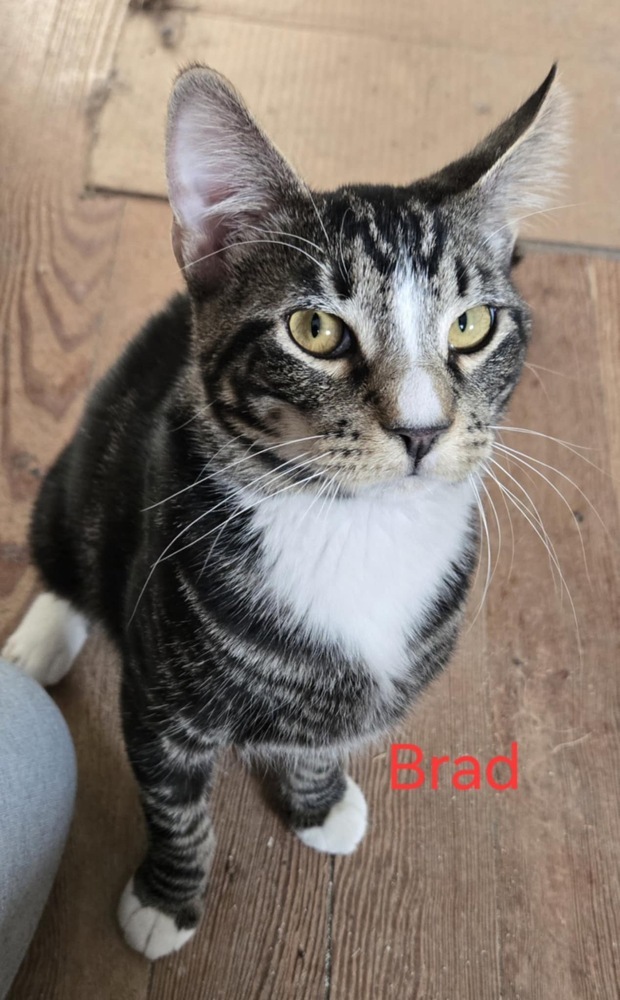 Brad