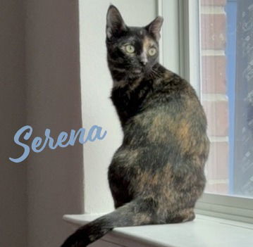 Serena #never-met-a-stranger