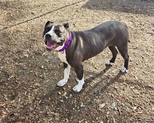Bella