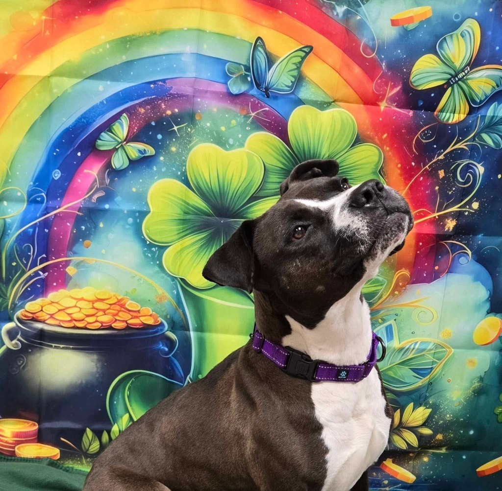 Bella