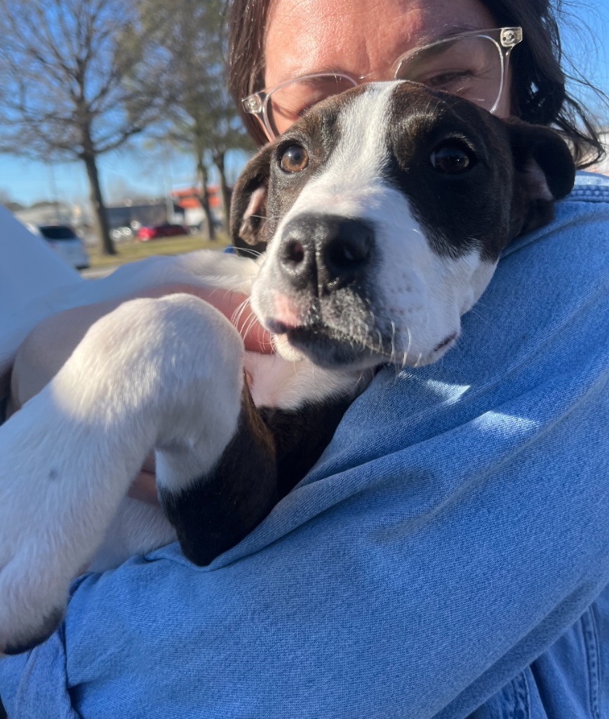 Beau