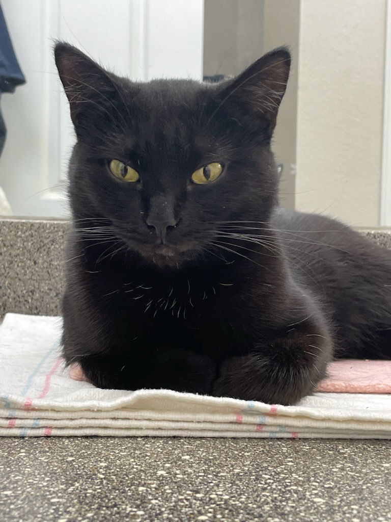 Octavia, an adoptable Domestic Short Hair in Fort Collins, CO, 80524 | Photo Image 1