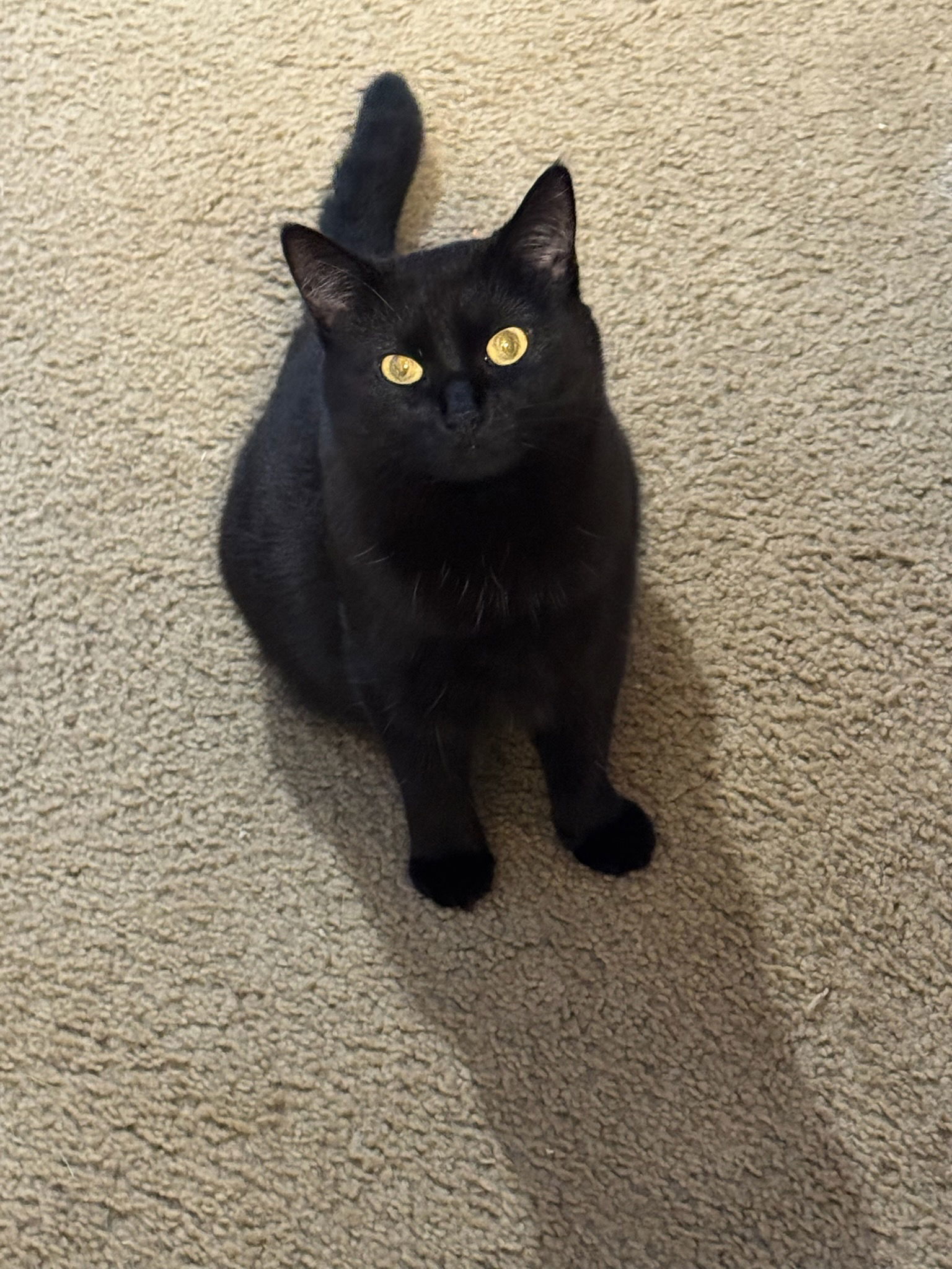Octavia, an adoptable Domestic Short Hair in Fort Collins, CO, 80524 | Photo Image 1