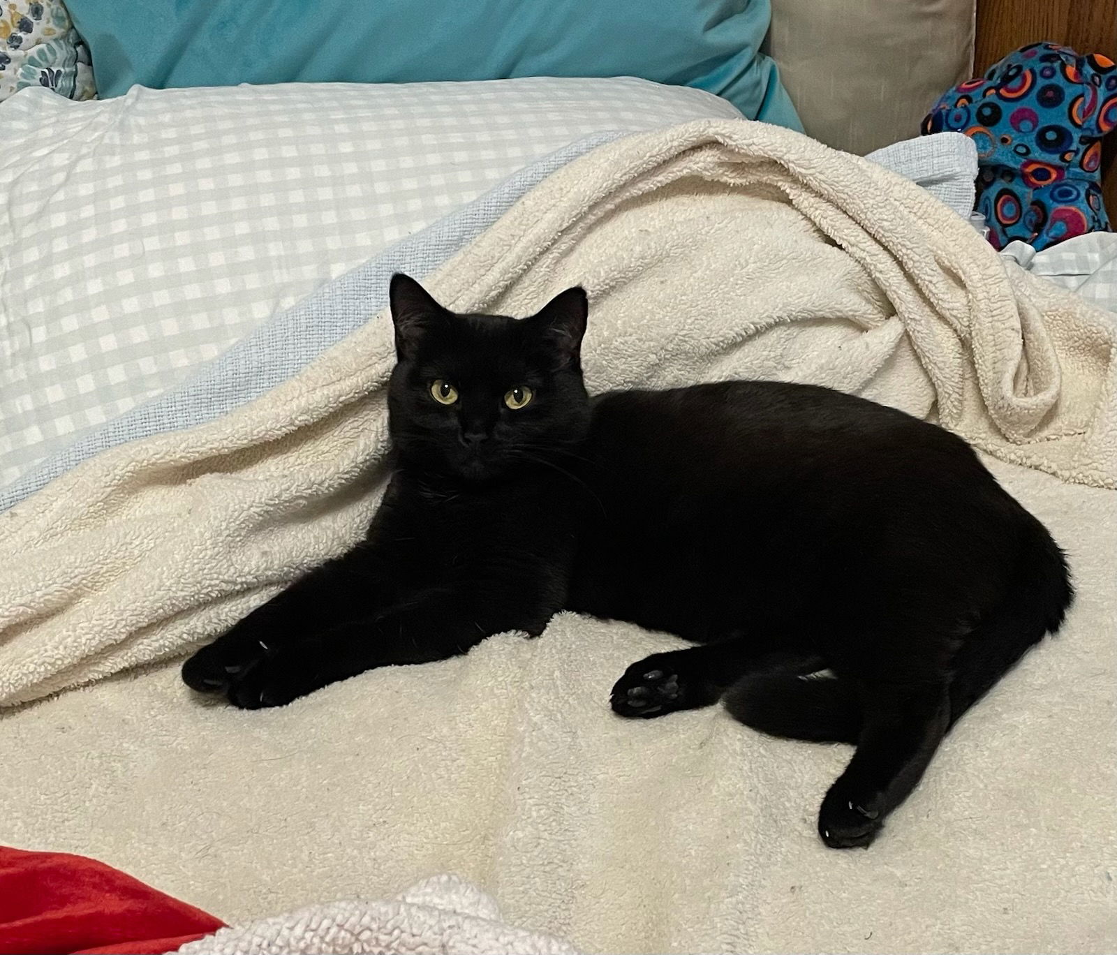 Octavia, an adoptable Domestic Short Hair in Fort Collins, CO, 80524 | Photo Image 1