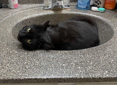 Octavia, an adoptable Domestic Short Hair in Fort Collins, CO, 80524 | Photo Image 2