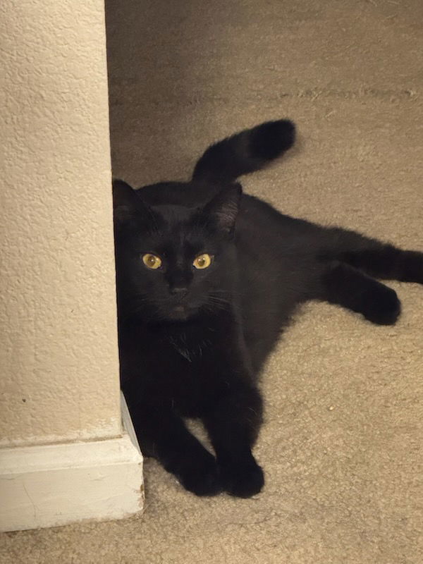 Octavia, an adoptable Domestic Short Hair in Fort Collins, CO, 80524 | Photo Image 3