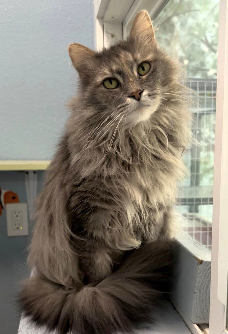 Filmina, an adoptable Domestic Long Hair in Colorado Springs, CO, 80908 | Photo Image 1