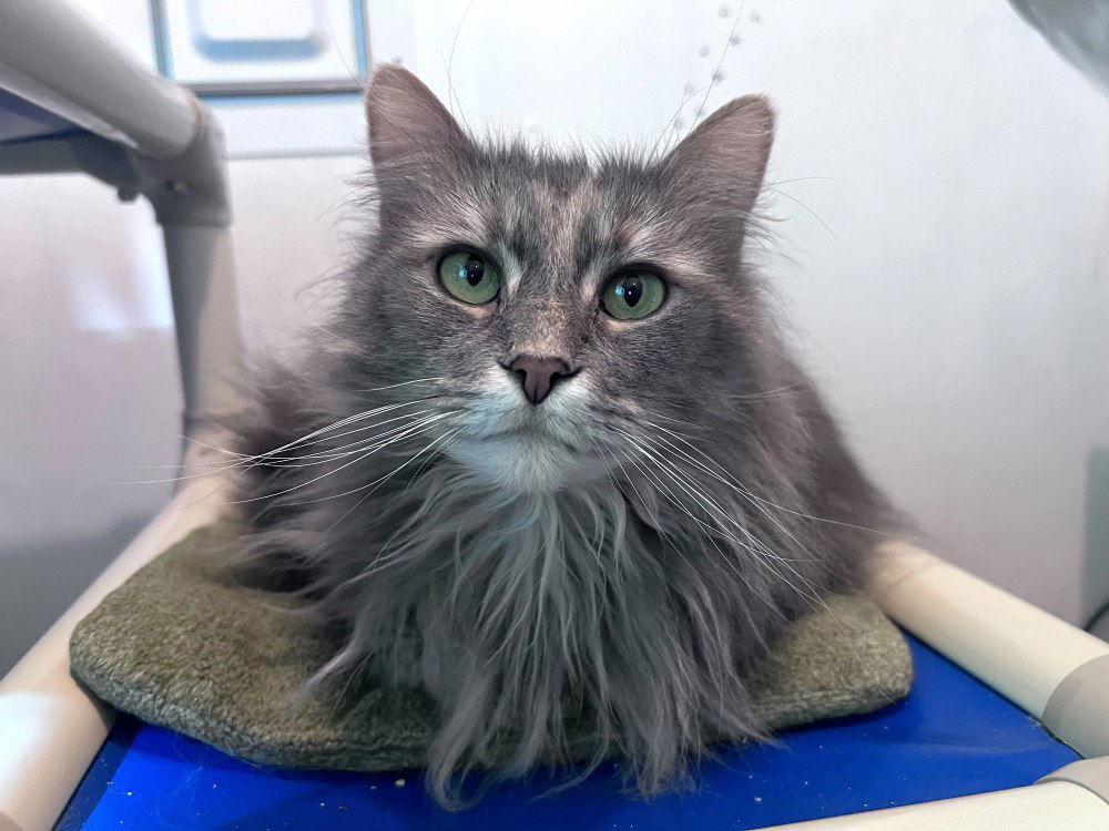 Filmina, an adoptable Domestic Long Hair in Colorado Springs, CO, 80908 | Photo Image 1
