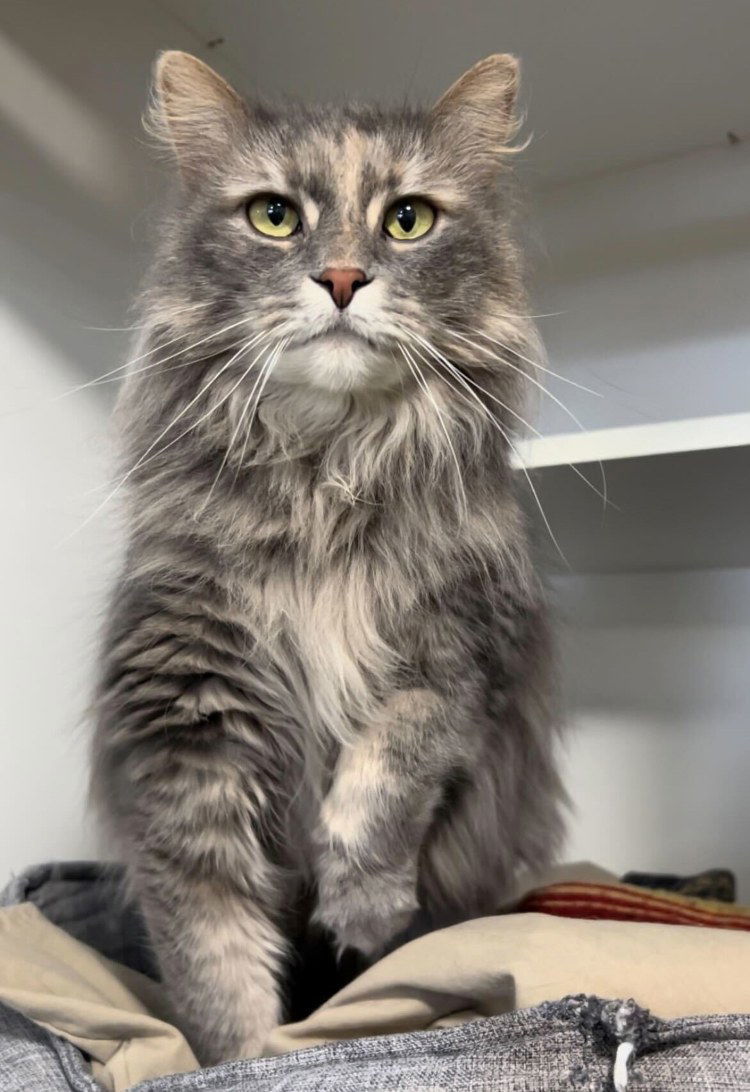 Filmina, an adoptable Domestic Long Hair in Colorado Springs, CO, 80908 | Photo Image 2