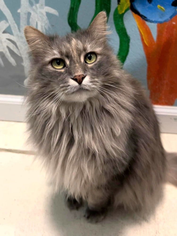 Filmina, an adoptable Domestic Long Hair in Colorado Springs, CO, 80908 | Photo Image 3