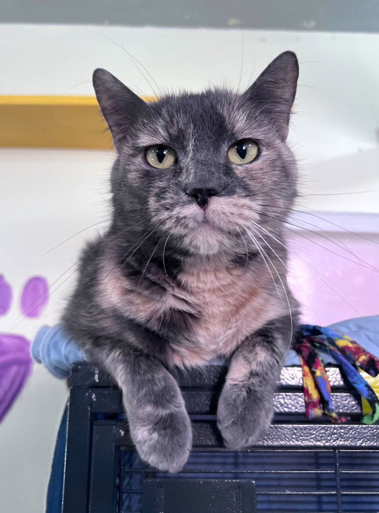 Qual, an adoptable Domestic Short Hair in Colorado Springs, CO, 80908 | Photo Image 1