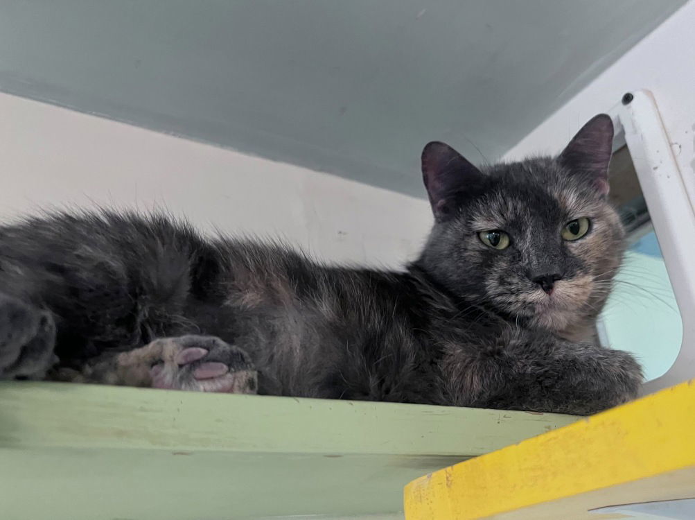Qual, an adoptable Domestic Short Hair in Colorado Springs, CO, 80908 | Photo Image 2