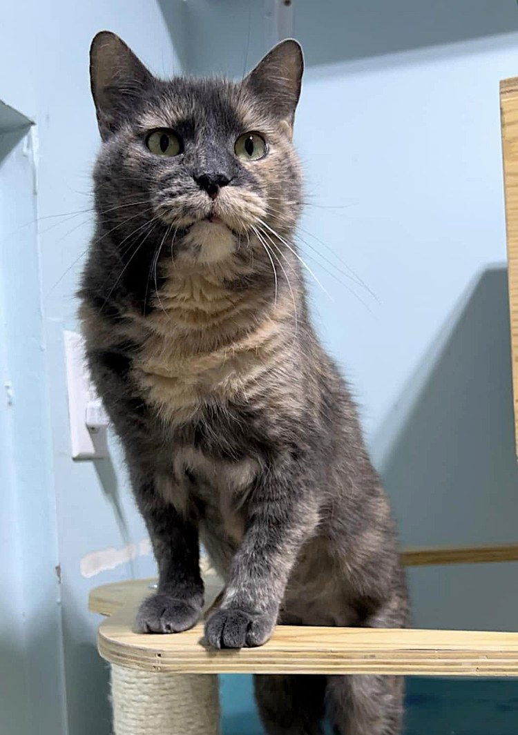Qual, an adoptable Domestic Short Hair in Colorado Springs, CO, 80908 | Photo Image 3