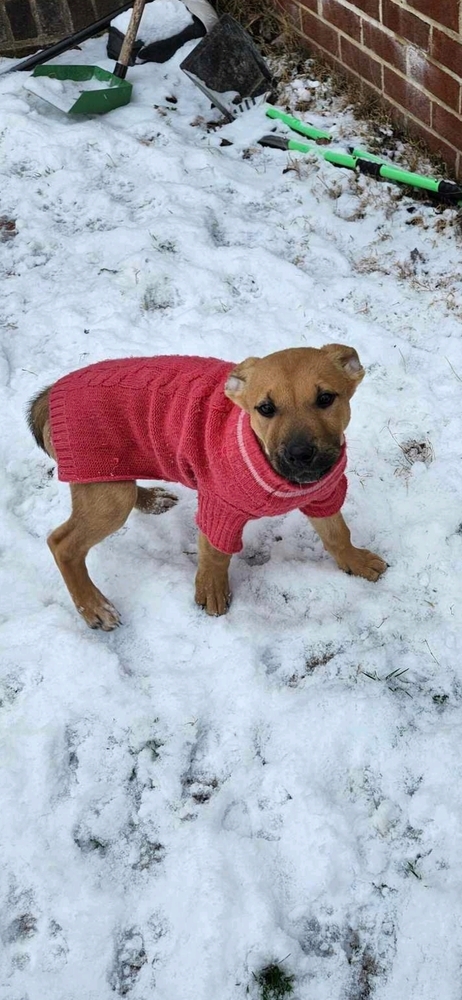 Sophie