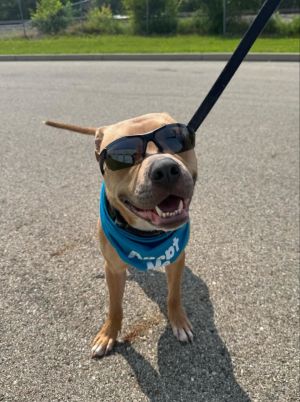 Goody, Adult Male Pit Bull Terrier