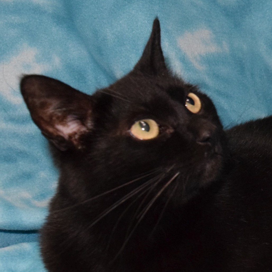 Stormi, an adoptable Domestic Short Hair in Eureka, CA, 95503 | Photo Image 1