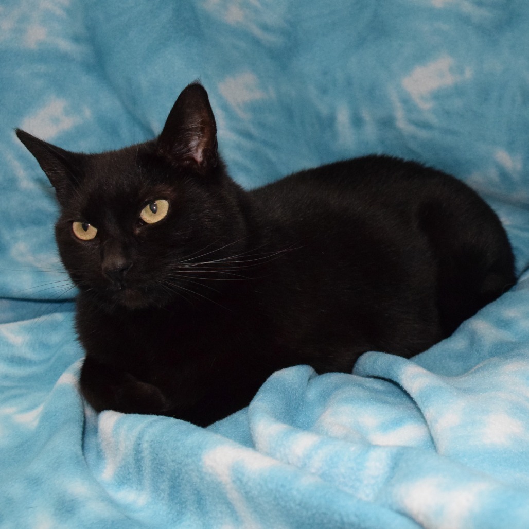 Stormi, an adoptable Domestic Short Hair in Eureka, CA, 95503 | Photo Image 2