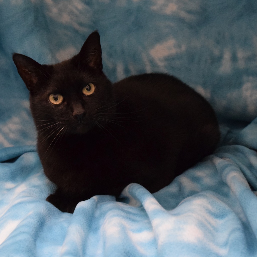 Stormi, an adoptable Domestic Short Hair in Eureka, CA, 95503 | Photo Image 3