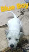 Blue Boy