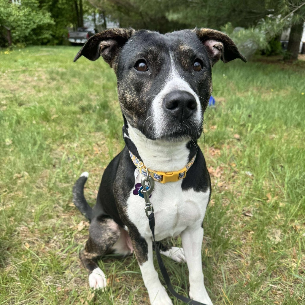 Maple, an adoptable Pit Bull Terrier in Brainerd, MN, 56401 | Photo Image 1
